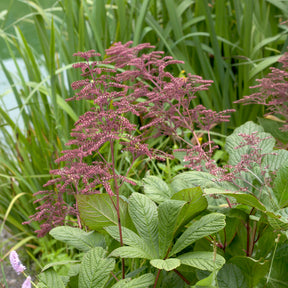 Verkoop Kastanjebladige astilbe henrici - Rodgersia henrici