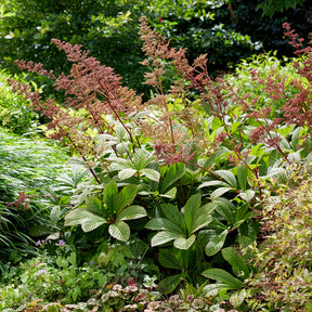 Kastanjebladige astilbe henrici - Willemse
