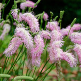 Pimpernel Pink Brushes - Sanguisorba Pink Brushes - Willemse