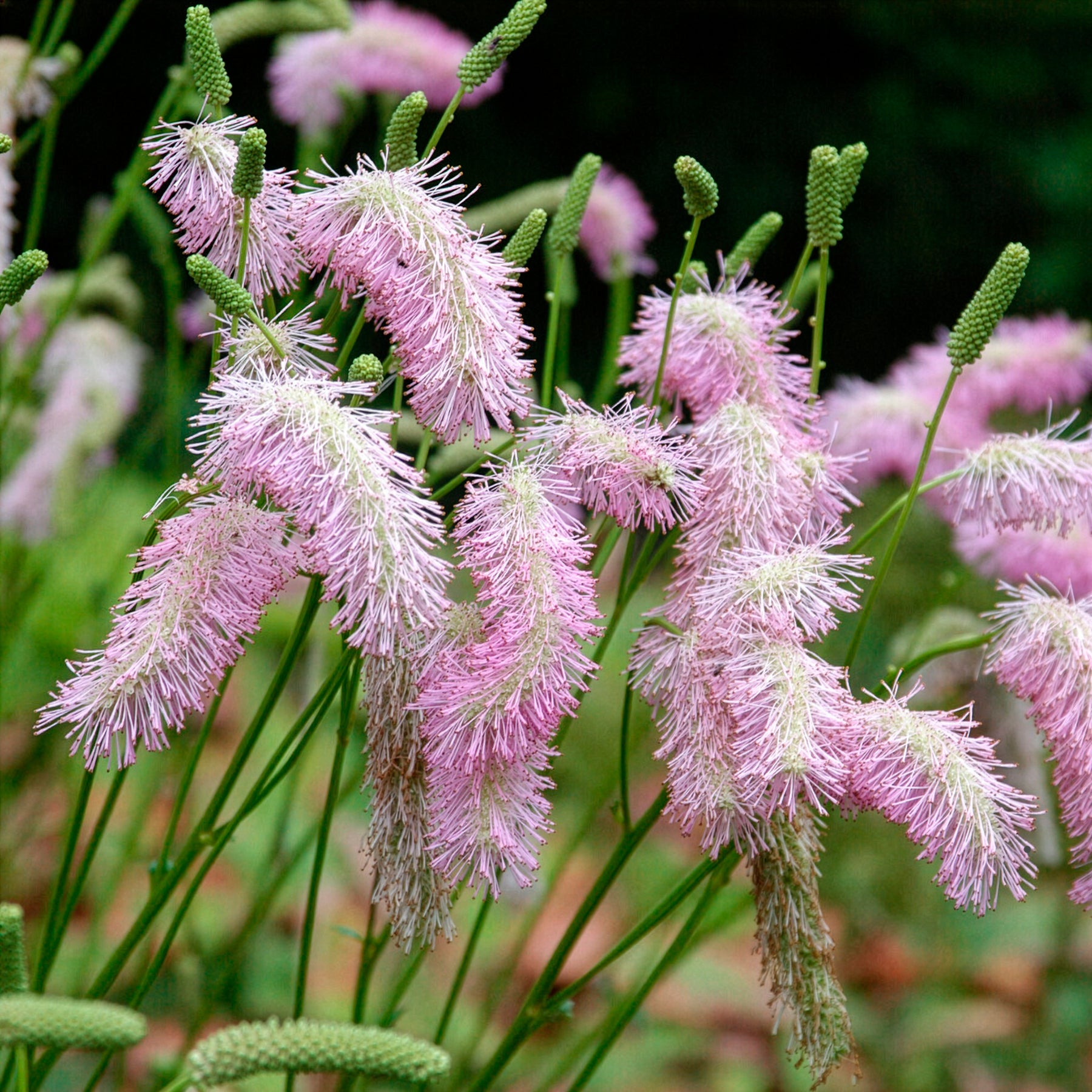 Pimpernel Pink Brushes - Sanguisorba Pink Brushes - Willemse