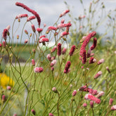 Sanguisorba tenuifolia Purpurea - Pimpernel Purpurea - Pimpernel