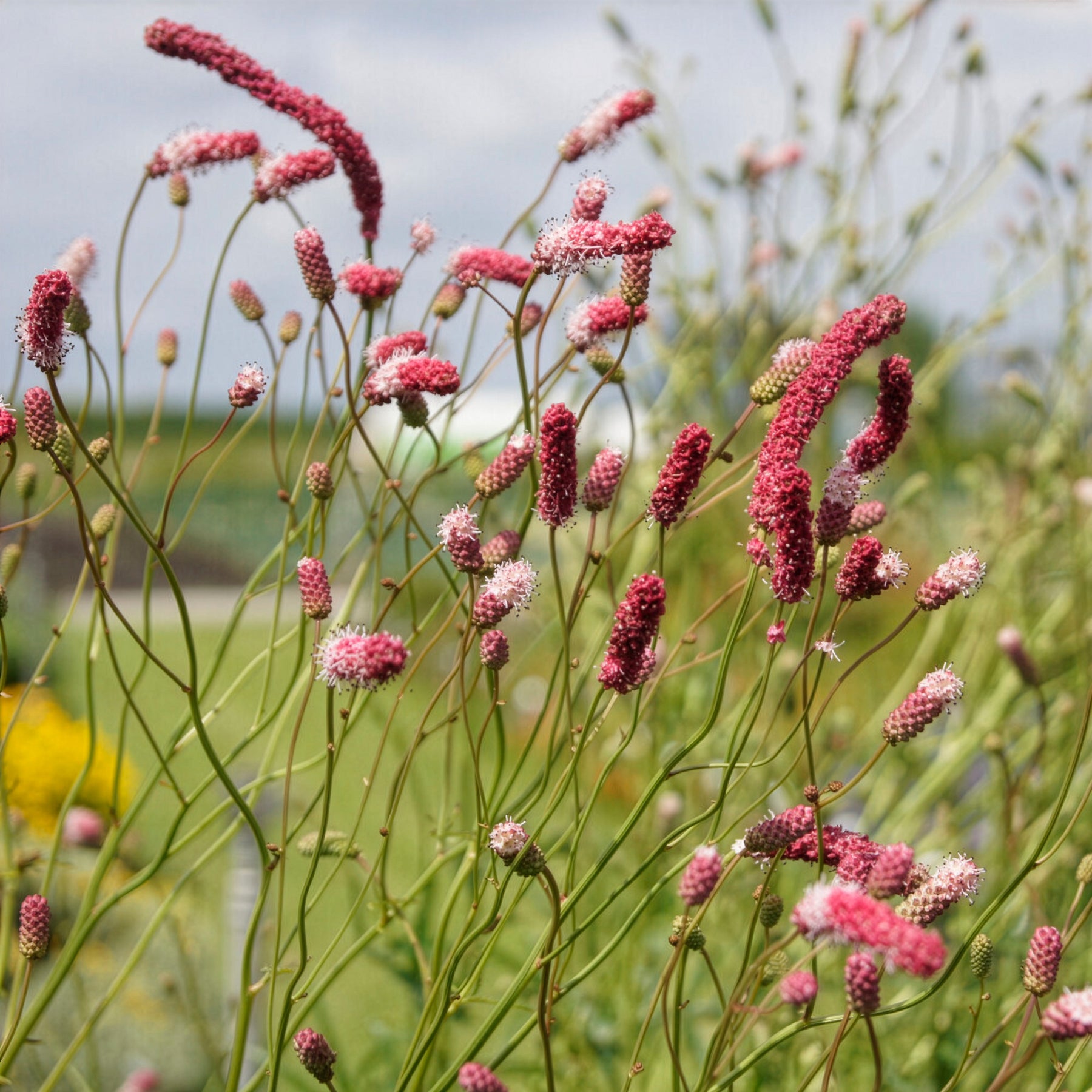Sanguisorba tenuifolia Purpurea - Pimpernel Purpurea - Pimpernel