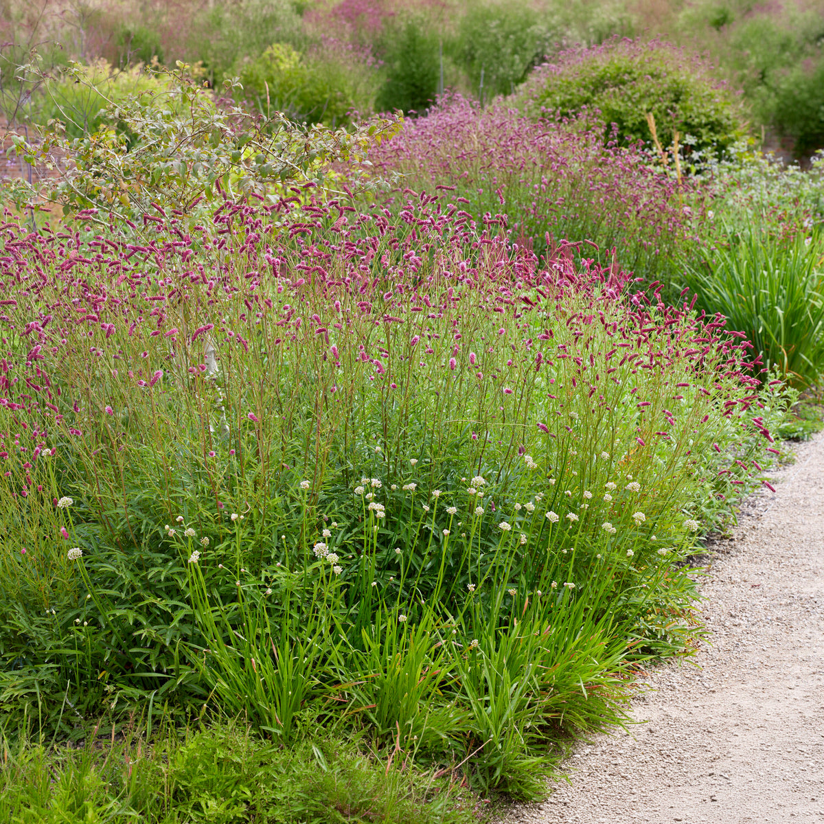 Pimpernel Purpurea - Willemse