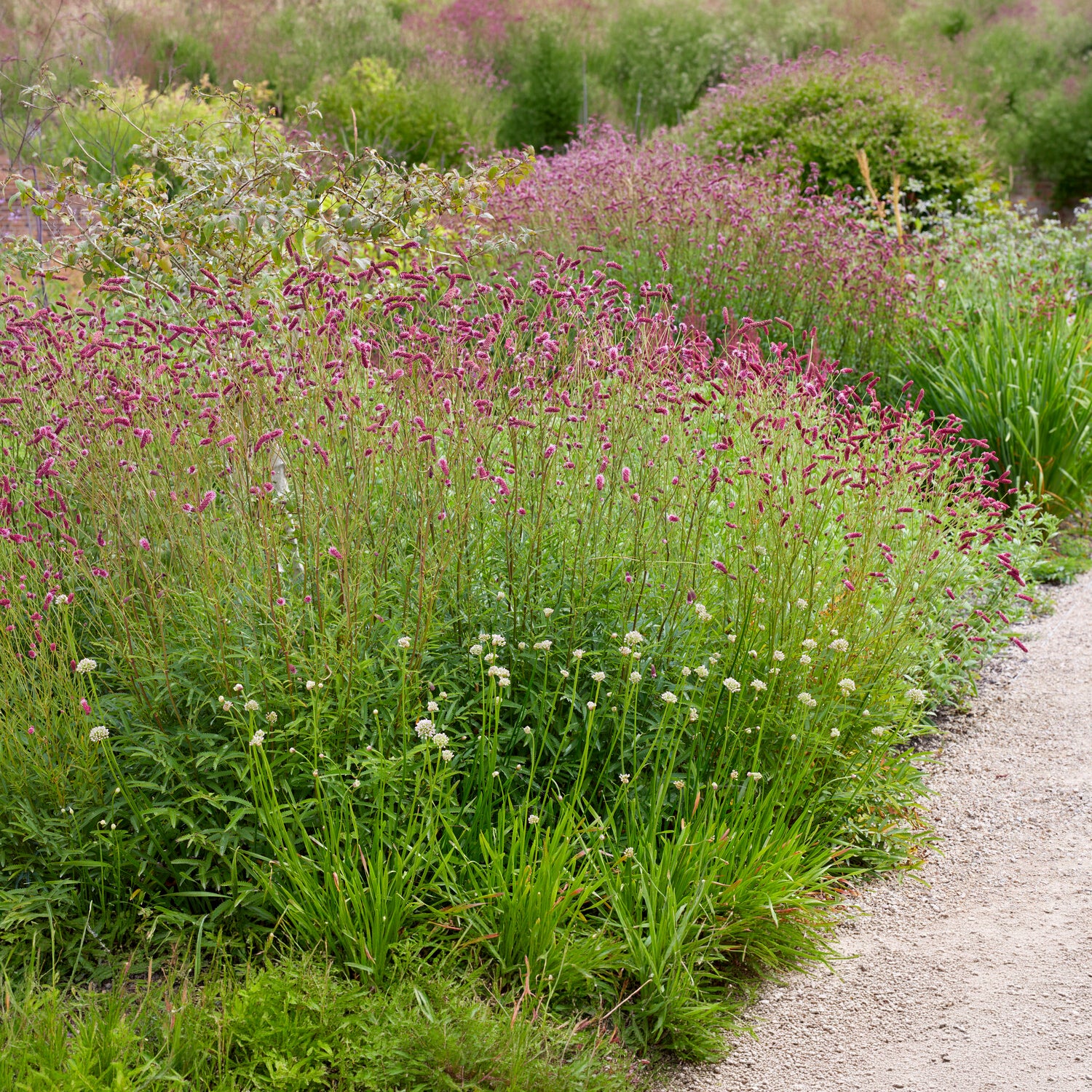 Pimpernel Purpurea - Willemse