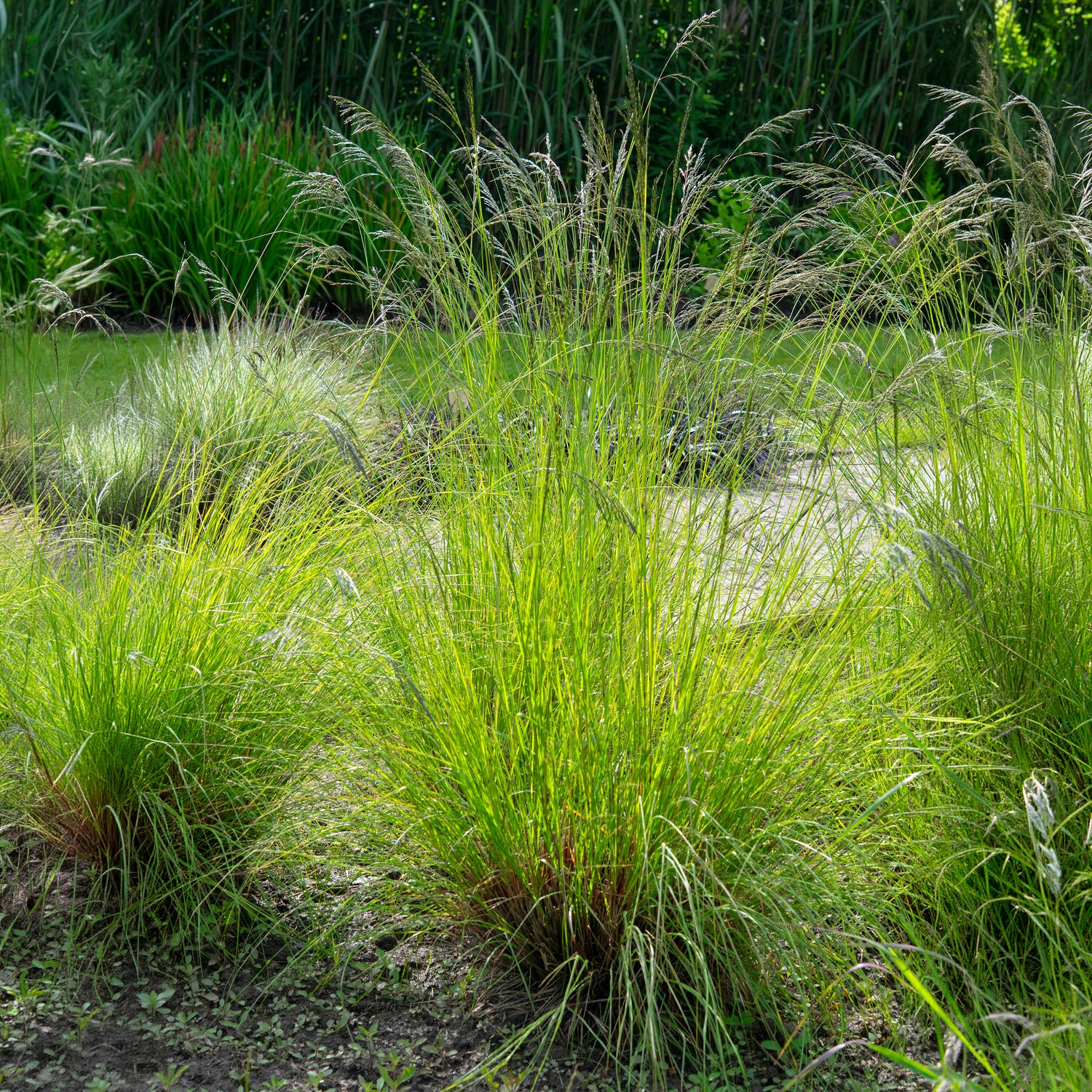 Liefdesgras - Eragrostis curvula - Willemse