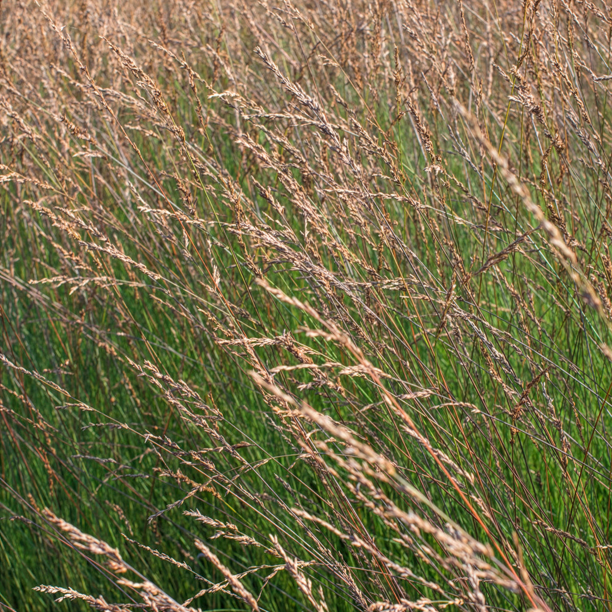 Pijpenstrootje Edith Dudszus - Molinia caerulea Edith Dudszus - Willemse