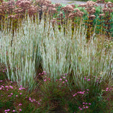 Klein prairiegras Ha Ha Tonka - Schizachyrium scoparium Ha Ha Tonka - Willemse