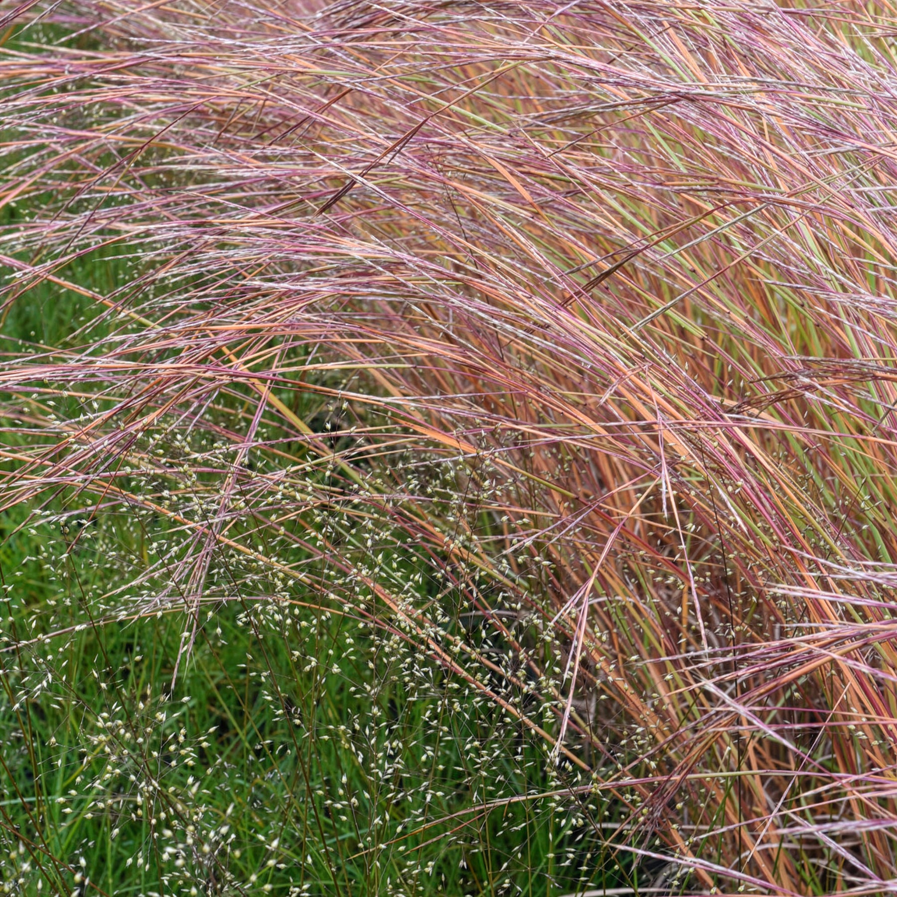 Schizachyrium scoparium Wildwest - Klein prairiegras Wildwest - Schizachyrium