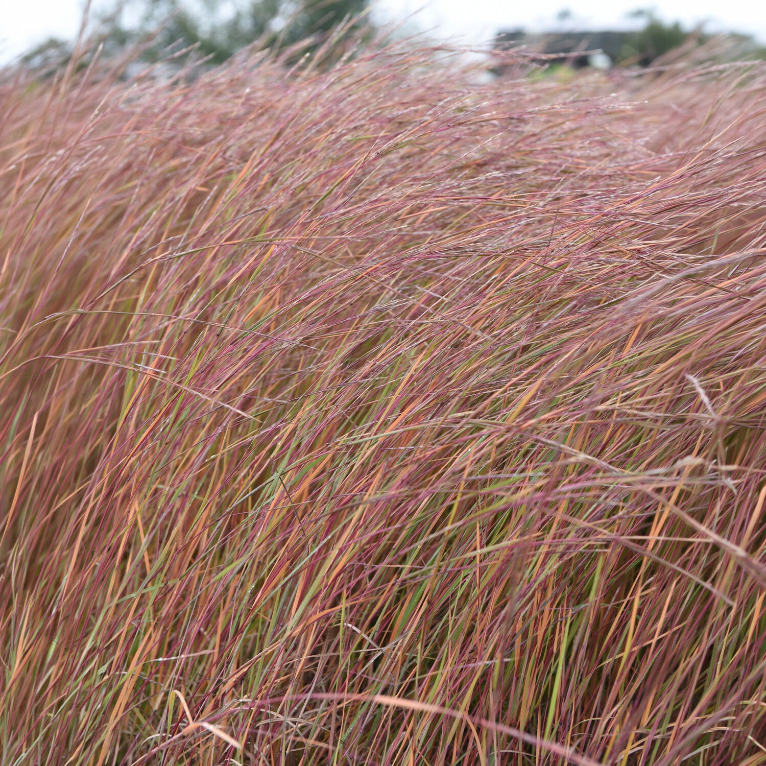Klein prairiegras Wildwest - Willemse