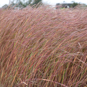 Klein prairiegras Wildwest - Willemse