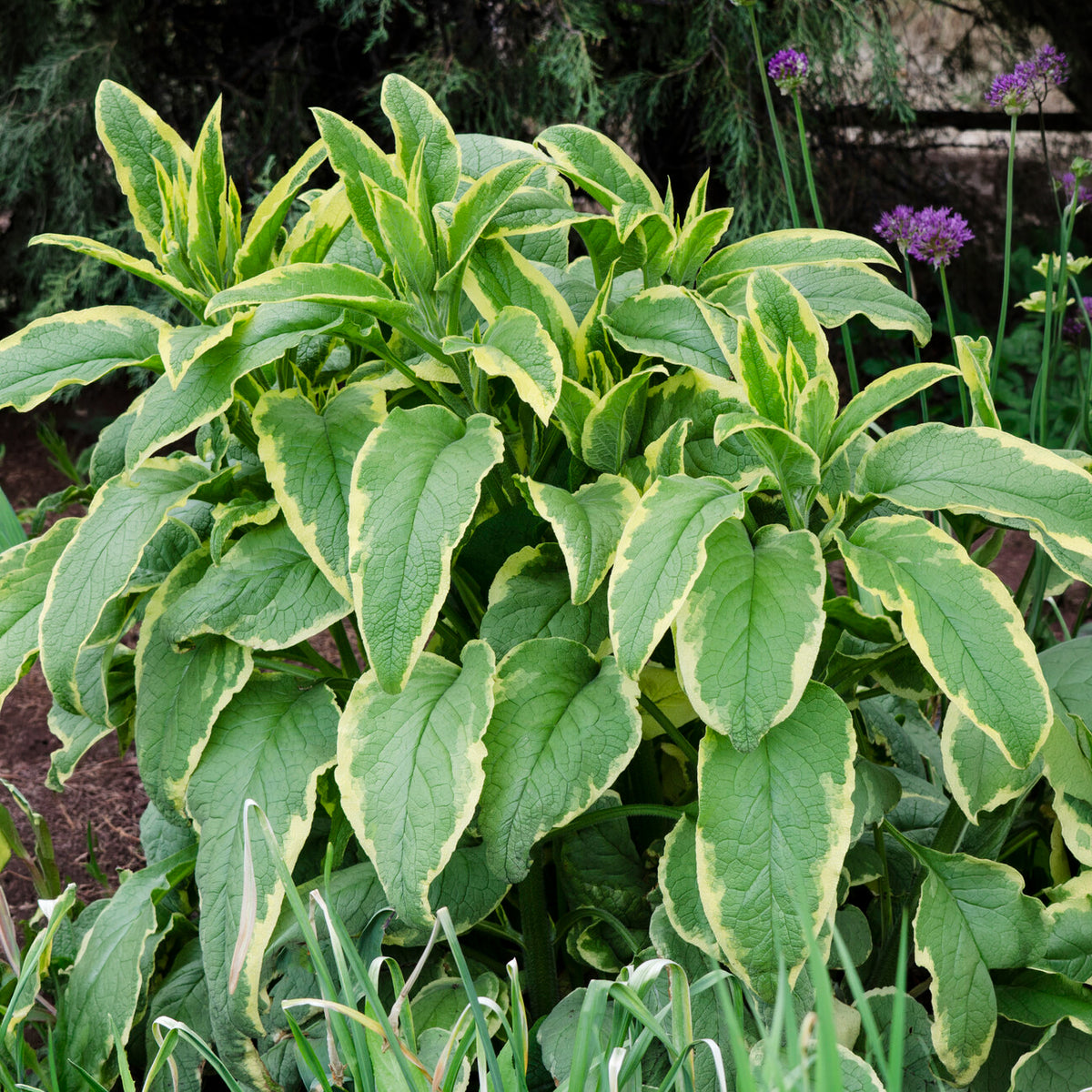 Smeerwortel Goldsmith - Symphytum grandiflorum Goldsmith - Willemse