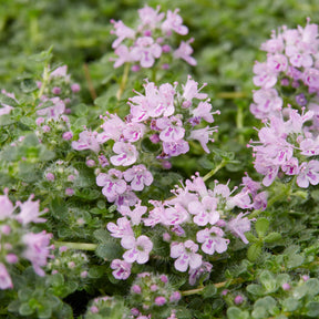 Wilde tijm Elfin - Thymus Elfin - Willemse