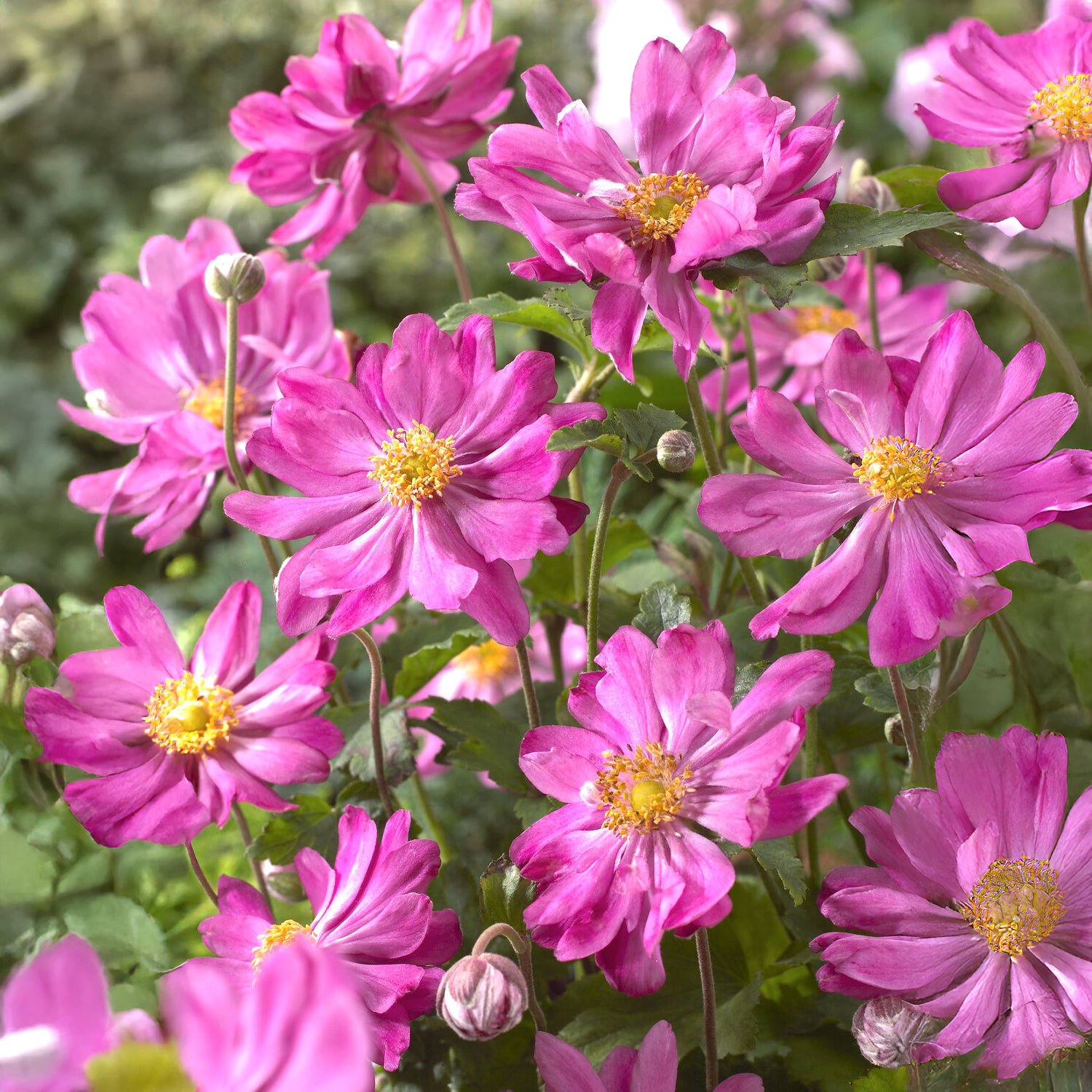 Herfstanemoon 'Prinz Heinrich' - Anemone hupehensis 'prinz heinrich' - Willemse