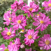 Herfstanemoon 'Prinz Heinrich' - Anemone hupehensis 'prinz heinrich' - Willemse