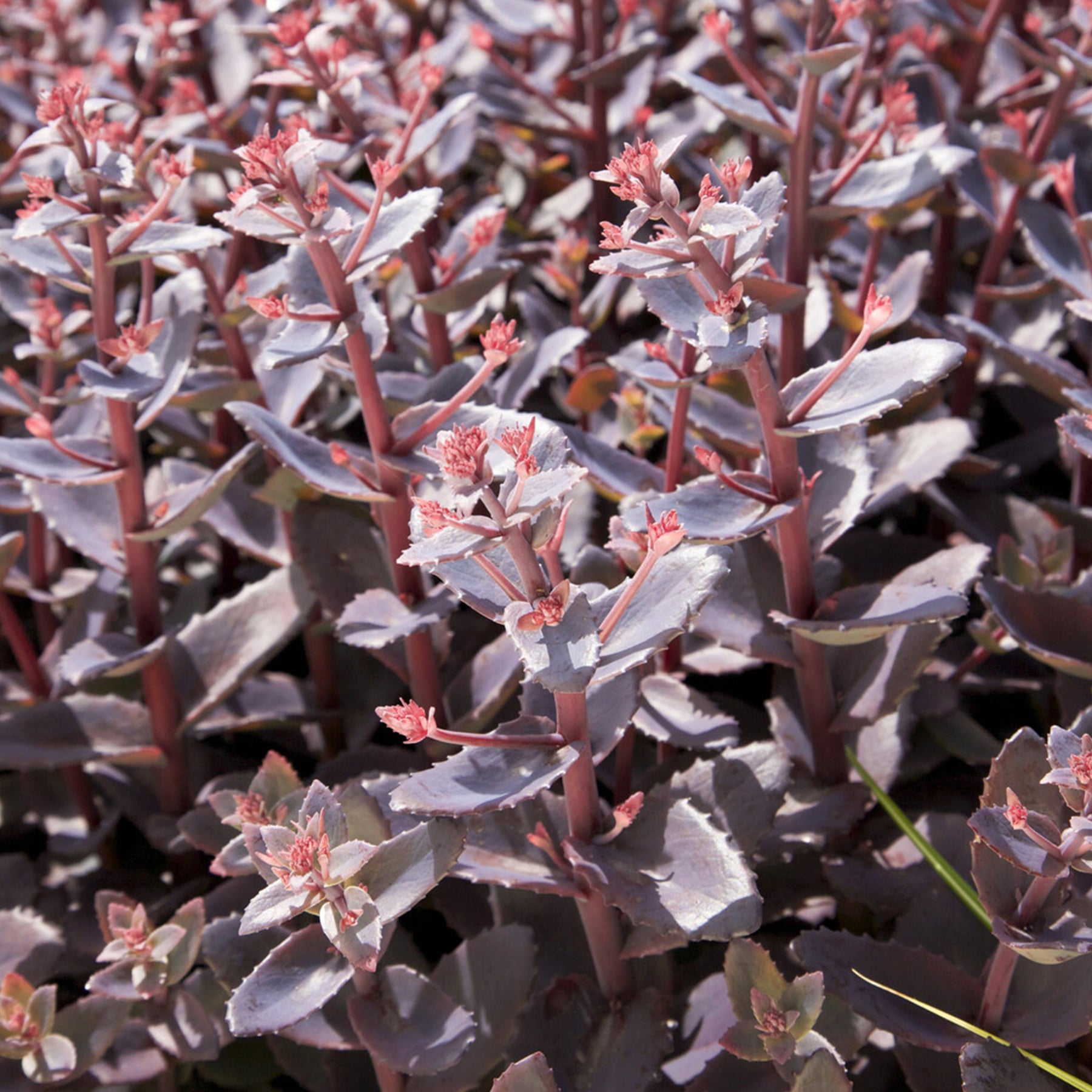 Sedum 'Chocolate Cherry' / Vetkruid