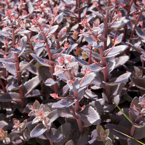 Sedum 'Chocolate Cherry' / Vetkruid