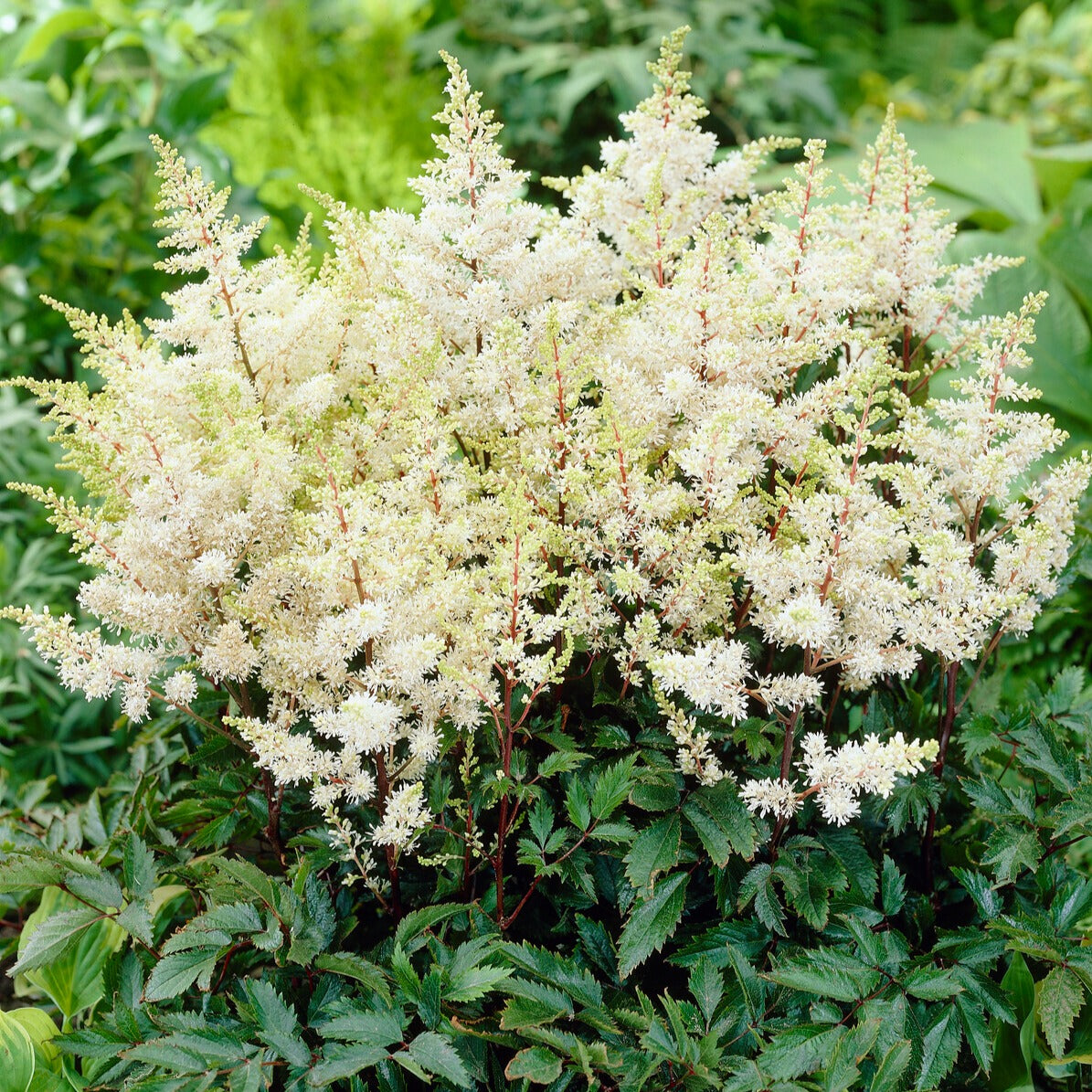 Pluimspirea 'Ellie' - Willemse