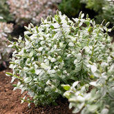 Hebe Red Edge - Hebe albicans Red Edge - Willemse