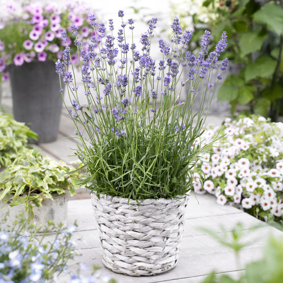 Lavendel 'Munstead' - Willemse