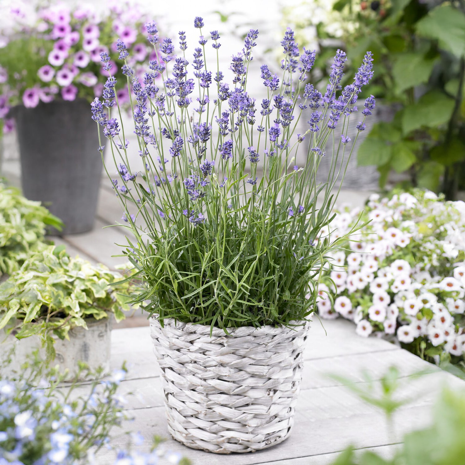 Lavendel 'Munstead' - Willemse