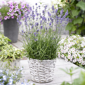 Lavendel 'Munstead' - Willemse