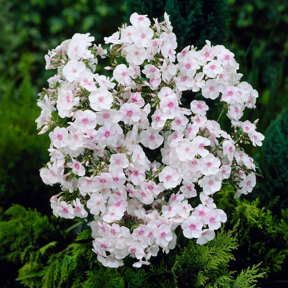 Vlambloem 'Miss Holland' - Phlox paniculata Miss Holland - Willemse