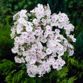 Vlambloem 'Miss Holland' - Phlox paniculata Miss Holland - Willemse