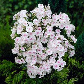 Vlambloem 'Miss Holland' - Phlox paniculata Miss Holland - Willemse