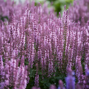 Bossalie 'Sensation Pink' - Salvia nemorosa sensation pink - Willemse