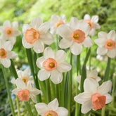 Narcissen Iwona (x5 - Willemse