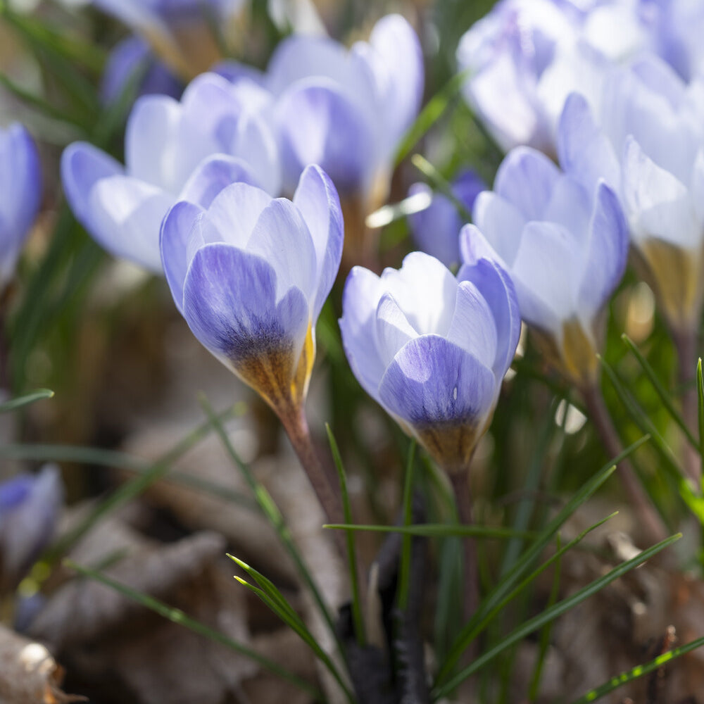 Verkoop Crocussen Blue Pearl - Crocus biflorus 'Blue Pearl'
