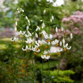 Lilium Snowy Morning - Turkse lelie Snowy Morning - Lelie