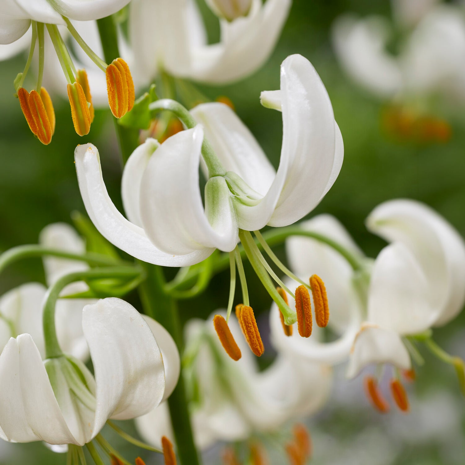 Turkse lelie Snowy Morning - Lilium Snowy Morning - Willemse