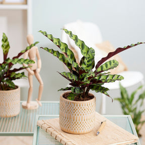 Calathea Insignis - Calathea insignis - Willemse