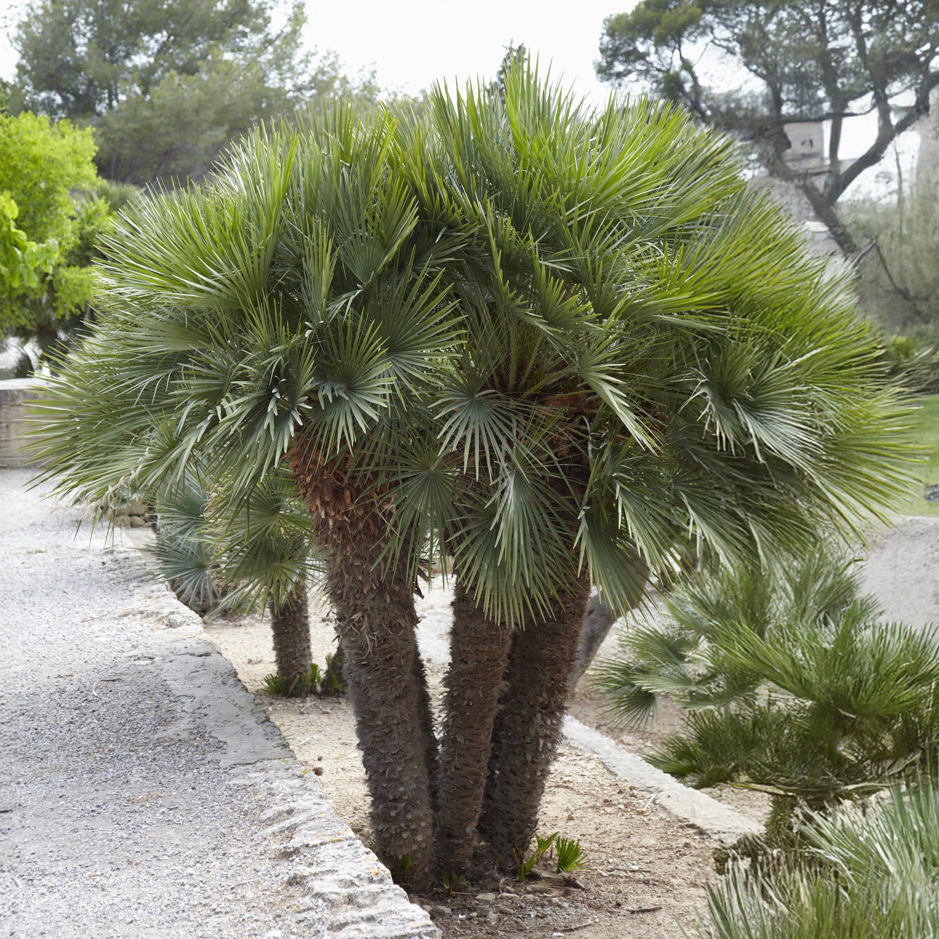 Dwergpalm Vulcano - Chamaerops humilis Vulcano  - Willemse