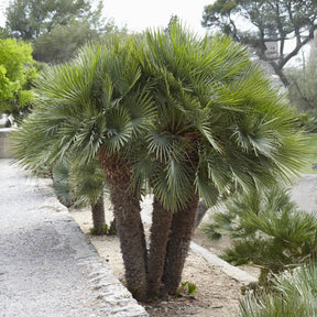 Dwergpalm Vulcano - Chamaerops humilis Vulcano  - Willemse