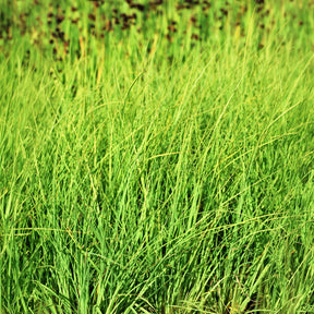 Valse Paniekzegge - Carex - Willemse