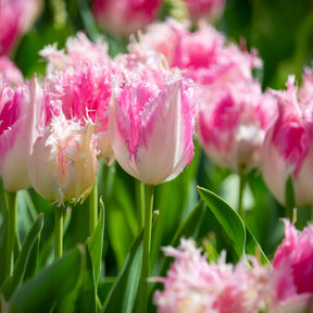 Gefranjerde tulp Huis ten Bosch (x20)