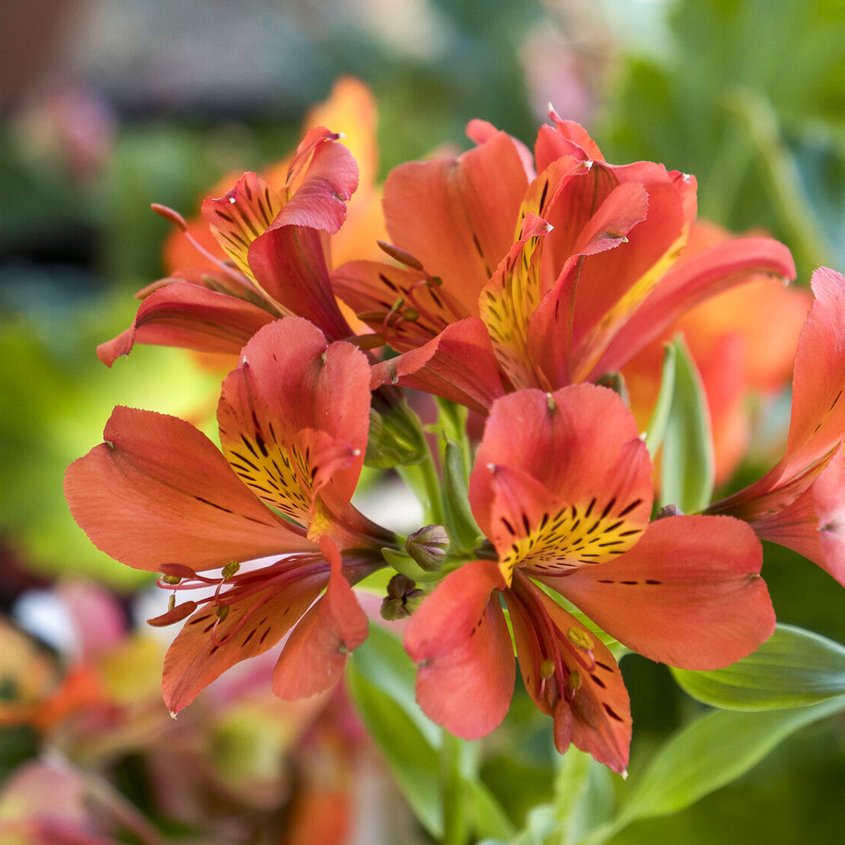 Incalelie - Alstroemeria Majestic Brissac - Alstroemeria Majestic Brissac - Willemse