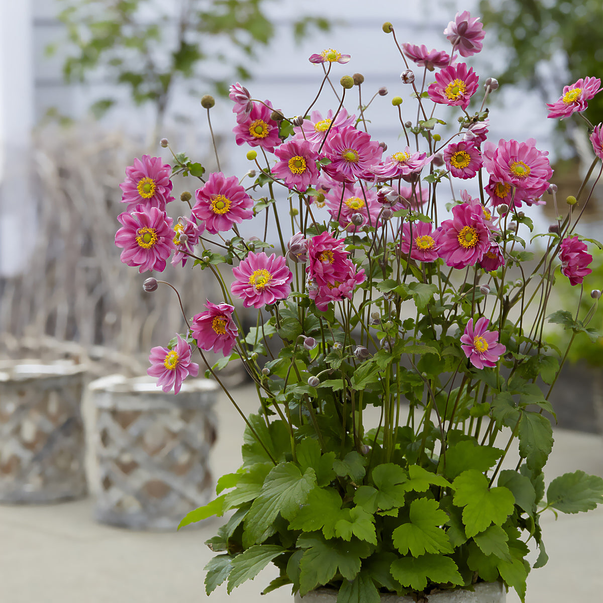 Anemone hybr. Margarete - Japanse anemoon Margarete - Vaste planten