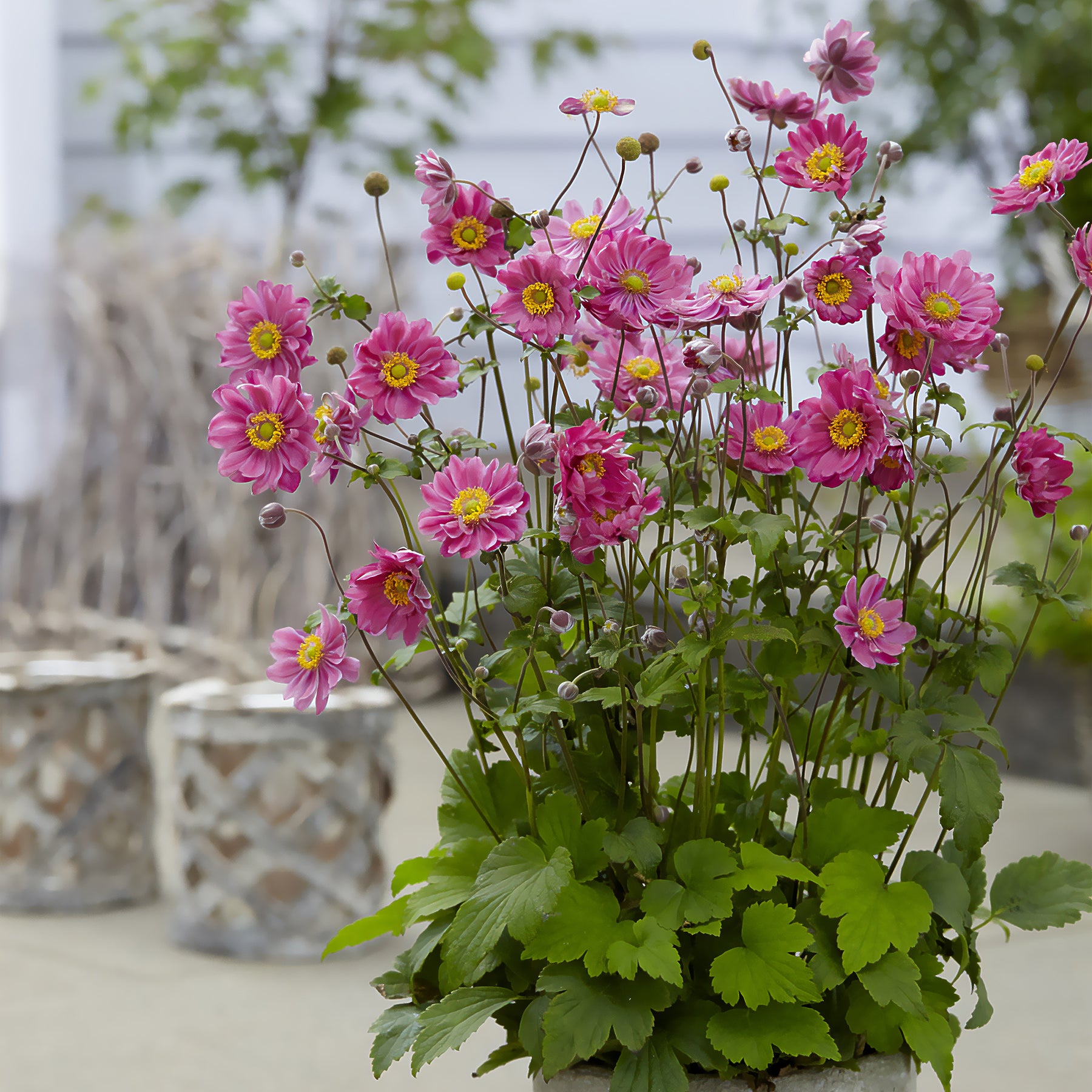 Anemone hybr. Margarete - Japanse anemoon Margarete - Vaste planten