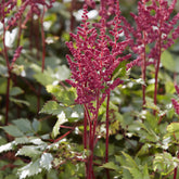 Pluimspirea Vision in Red - Willemse