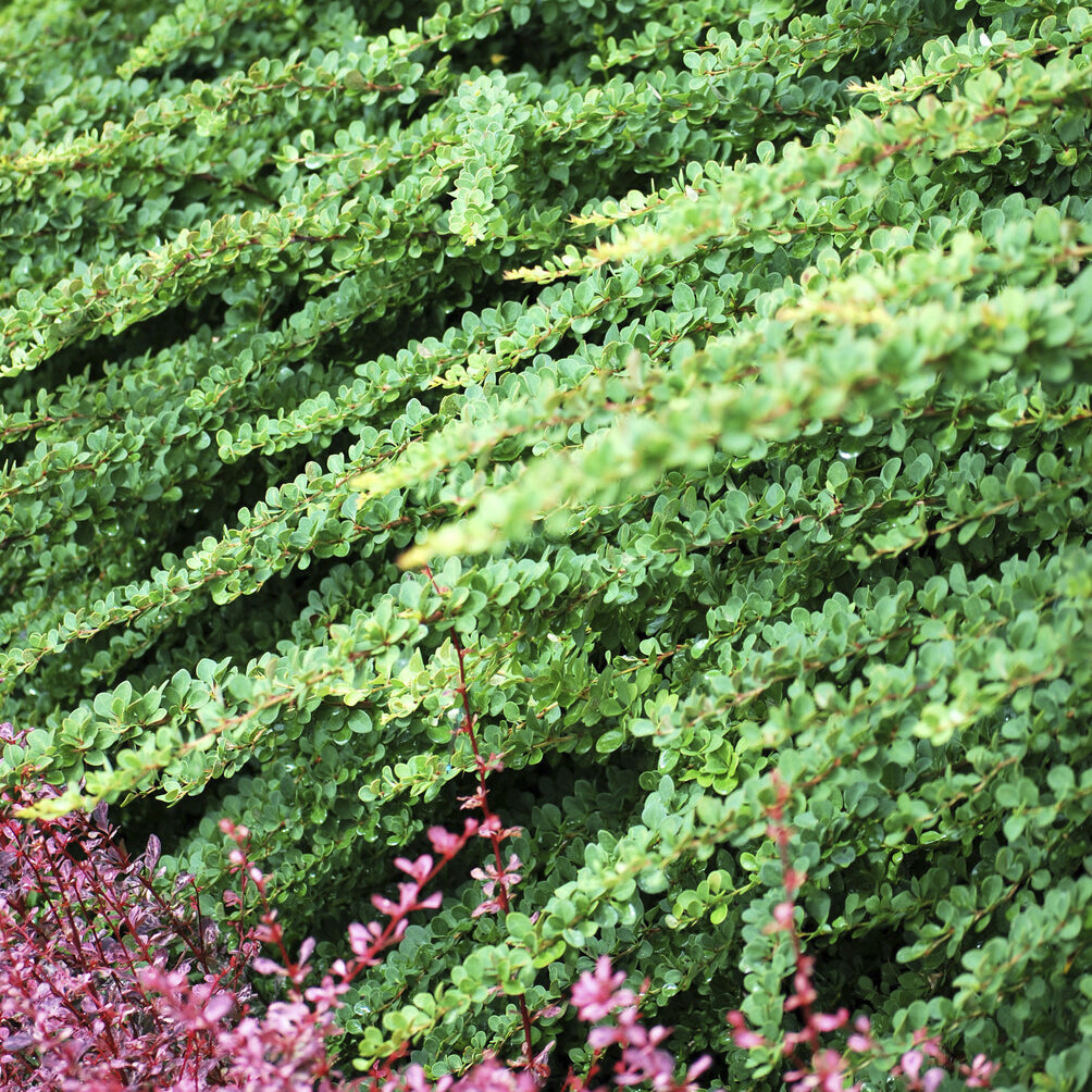 Berberis Green Carpet - Willemse