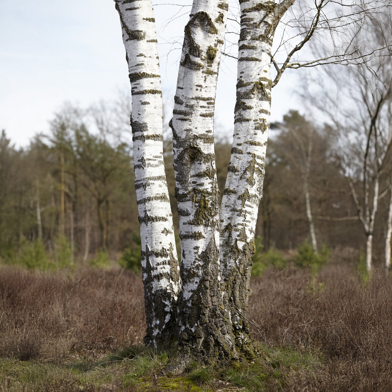 Ruwe berk - Willemse