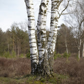 Ruwe berk - Willemse