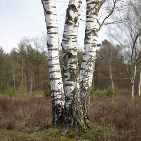 Ruwe berk - Willemse