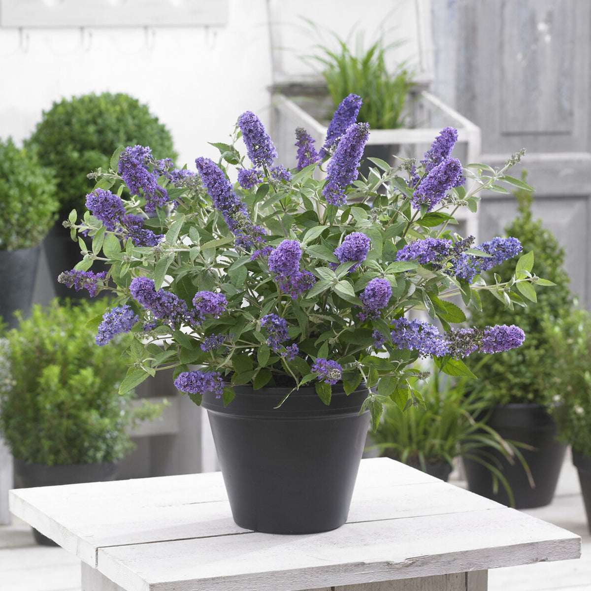 Dwergvlinderstruik Free Petite© Blue Heaven - Buddleja davidii Free Petite® Blue Heaven - Willemse