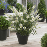 Dwergvlinderstruik Free Petite© Snow White - Buddleja davidii Free Petite® Snow White - Willemse