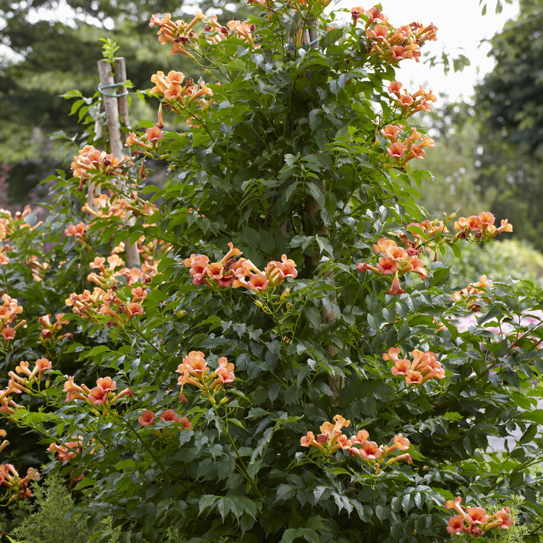 Trompetbloem Indian Summer® - Willemse