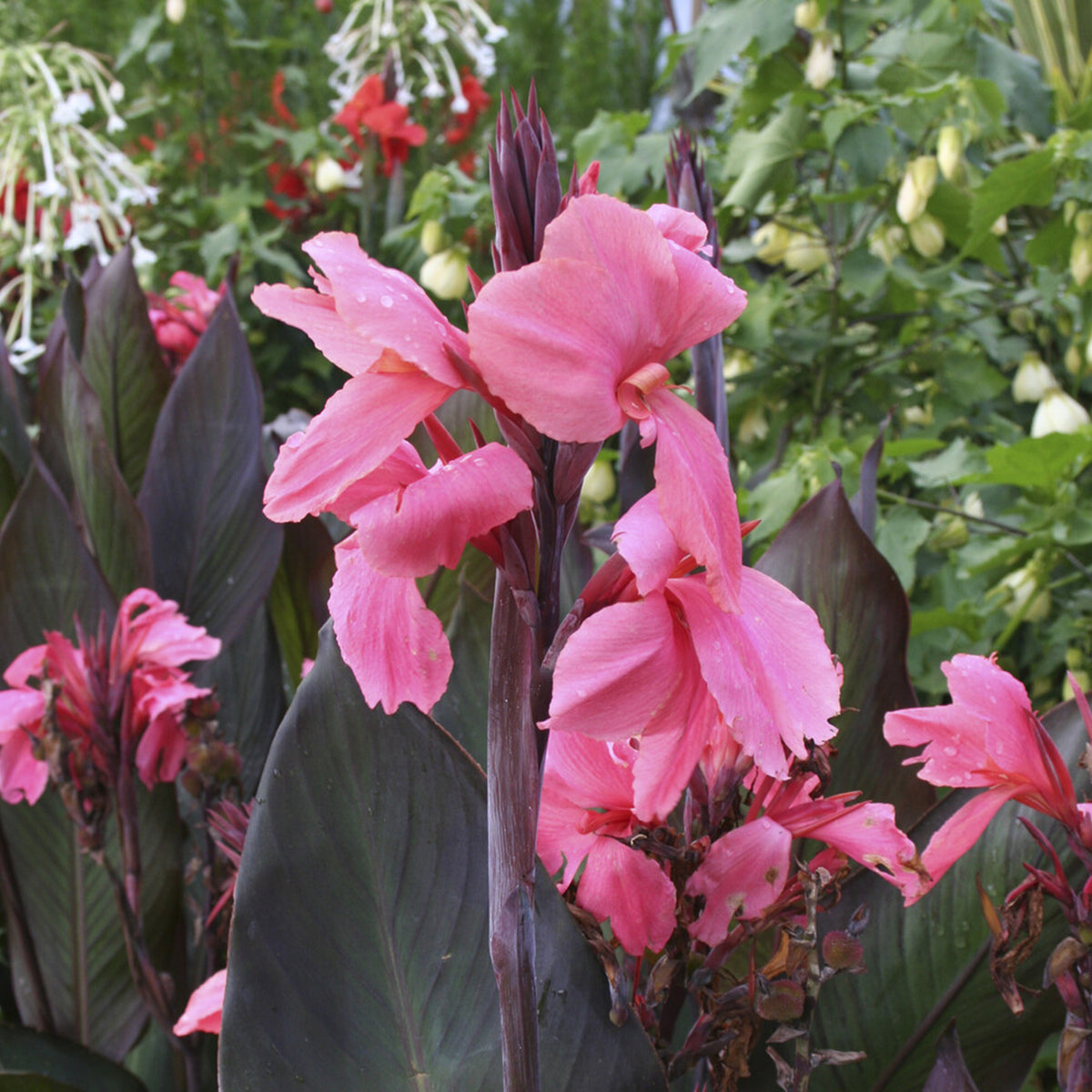 Canna indica 'Pink Futurity' (x2) - Willemse